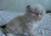 Персидские и экзотические котята превью 888777.