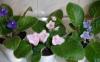 Фиалки цветущие -Дешево превью 888828 Фиалки цветущие -Дешево превью 888828.