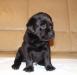 Лабрадора щенки превью 889158.