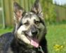 Молодая метиска овчарки в дар превью 889770.