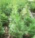 Саженцы хвойных превью 890026 Саженцы хвойных превью 890026.