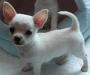 Щенки чихуахуа мини превью 891055.