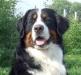 Бернский Зенненхунд - щенки для дома и шоу превью 891730.