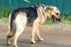 Молоденькая метиска овчарки в дар превью 890287.