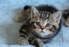 Британская мраморная чёрная браун кошечка превью 892474.