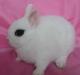 Карликовые крольчатки из питомника превью 893511.