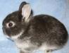Карликовые крольчата превью 893512.