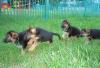 Немецкая овчарка щенки превью 893667.