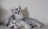 Британские котята серебристые, золотые шиншиллы превью 893906.