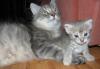 Котенок в дар превью 890476.