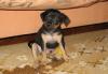 Продам щенка превью 894268.