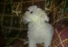 Щенки Мальтезе превью 894510.