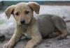 Отдам в дар щенят превью 894851.