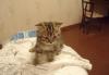 Котятам 2,5 месяца превью 894914.