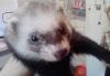 Продам хорька превью 894919.