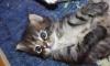 Отдам очаровательного котенка в добрые руки превью 896013.