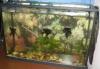 Аквариум 84 литра превью 896949 Аквариум 84 литра превью 896949.