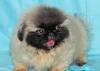 Щенки пекинеса из питомника Сан-Рей превью 897465.