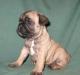 Очаровательные щенки фр.бульдога для вас превью 897551.