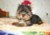 ОТдам йоркширского терьера девочку-микро в рассроч превью 898399.