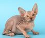 Котенок канадского сфинкса превью 898439.