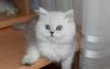 Персидский котёнок,серебристая шиншилла превью 898528.
