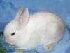 Карликовые крольчата разных окрасов превью 898802.