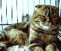 Превью Шотландские фолды и страйтыкрасные (рыжие) Москва - 1