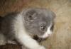 Кошечка скоттиш-фолд превью 92841 Кошечка скоттиш-фолд превью 92841.