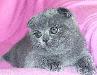 Шотландские вислоухие  голубые котята превью 93196 Шотландские вислоухие  голубые котята превью 93196.