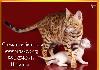 Превью Бенгальские кошки, бенгальские котята Санкт-Петербург - 1