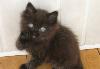 Превью Шотландские котята Москва - 3
