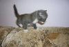 Котёнок девочка серенькая 1 мес в дар превью 90935 Котёнок девочка серенькая 1 мес в дар превью 90935.