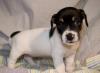 Джек-рассел терьер, щенки превью 900070.