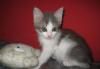 В дар котенок-девочка, 2 мес превью 901864.