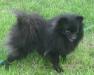 Щенок померанского шпица черного окраса превью 902650.