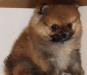 Миниатюрный шпиц превью 900372.