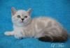Кот голубоглазый шотландский мраморный колор-пойнт превью 903296.