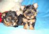 Малыши йоркширского терьера превью 903335.
