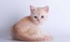 Превью Британские короткошерстные котята Саратов - 2