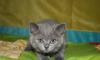 Бритаская голубая кошечка 2,5 месяца превью 903488.