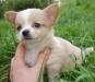 Превью Красивые породистые щенки чихуахуа Москва - 2