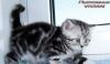Британские котята черный мрамор на серебре из vivi превью 904011.