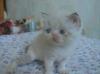 Персидские и экзотические котята превью 905044.