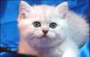 Британские котята с изумрудными глазами превью 905074.