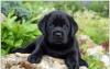 Лабрадор шоу класс - черная девочка превью 905354.