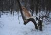 Превью Лабрадор сука,1,5года, палевая.привита.воспитана Липецк - 4