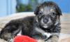 Маленькие щенки почти даром. Будут некрупными превью 905916.
