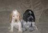 Продаются щенки английского коккер-спаниеля превью 906113.