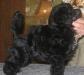 Щенки той пуделя черного окраса превью 906218.